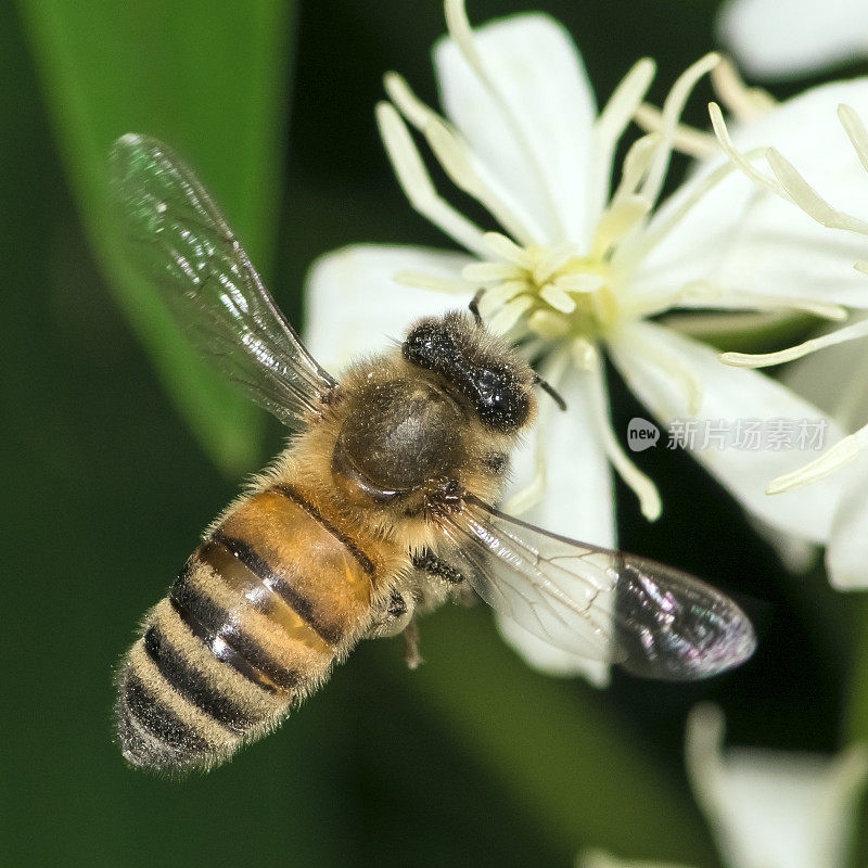 宏观飞行蜜蜂(Apis mellifera)降落在紫色的花